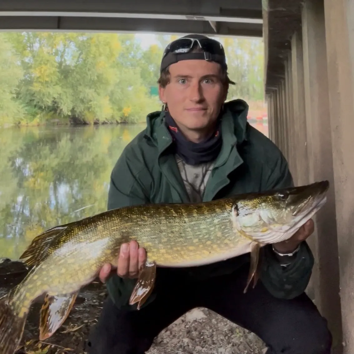 Northern pike caught on Fishbrain
