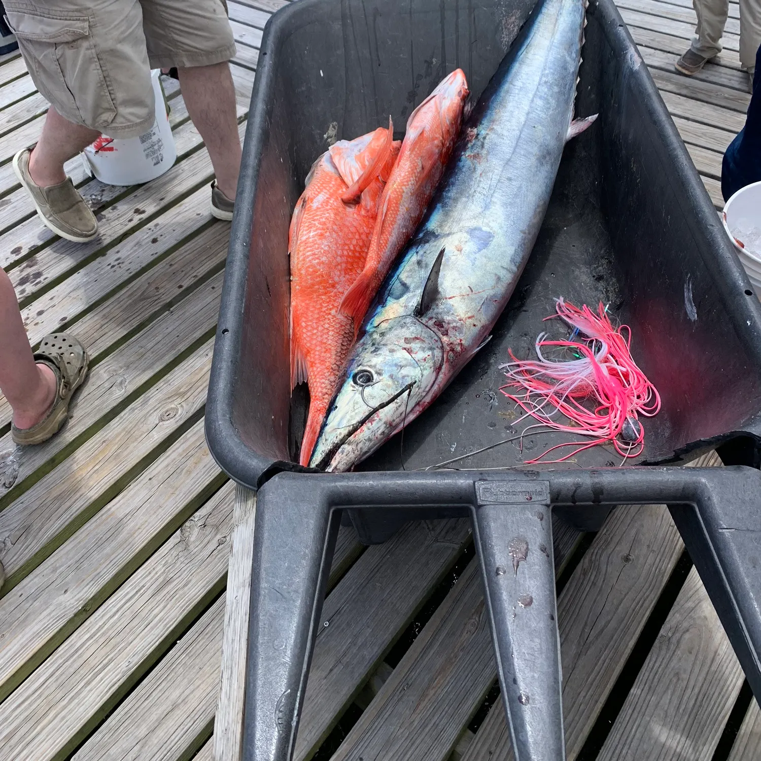 The most popular recent Wahoo catch on Fishbrain