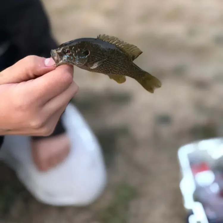Green sunfish caught on Fishbrain