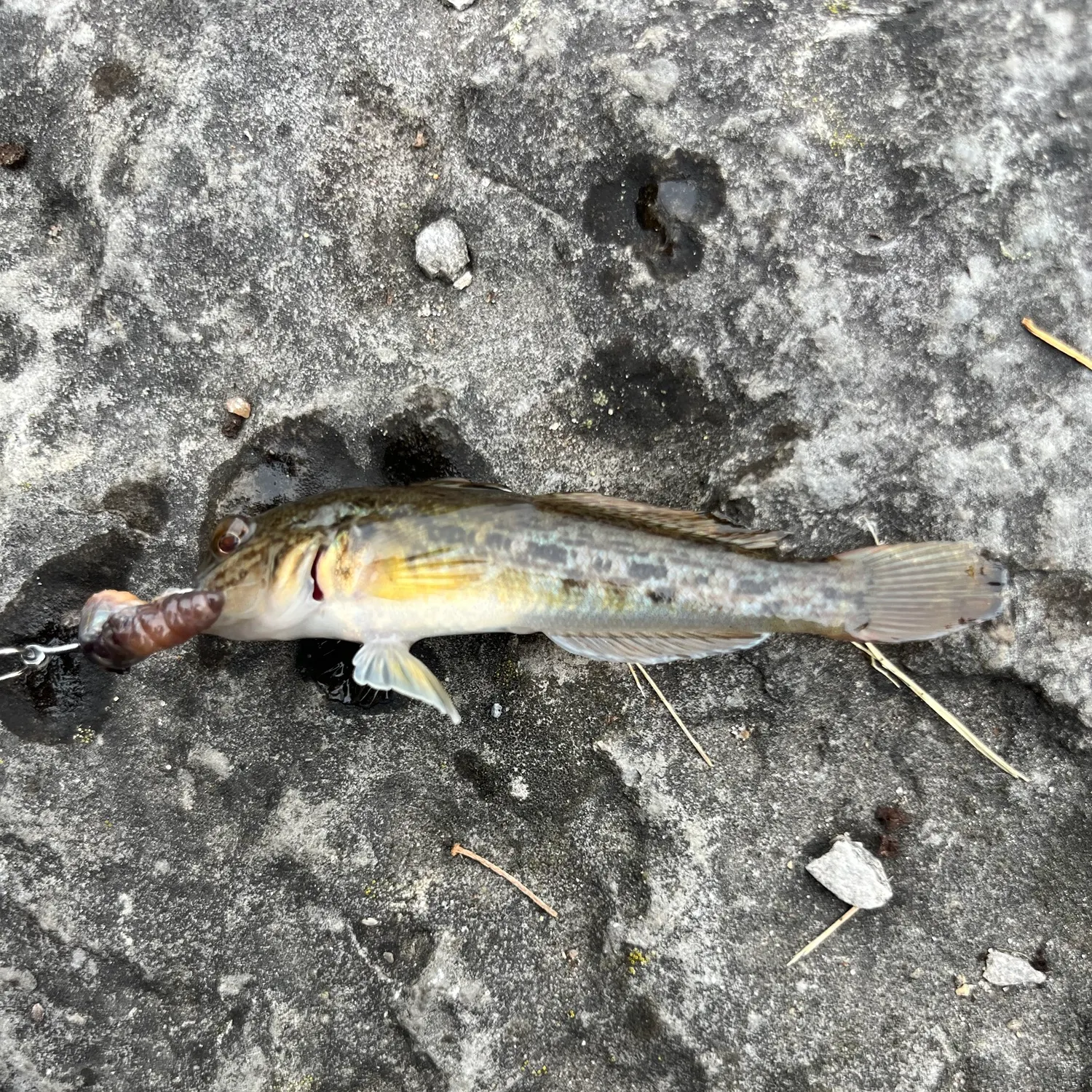 Round goby caught on Fishbrain