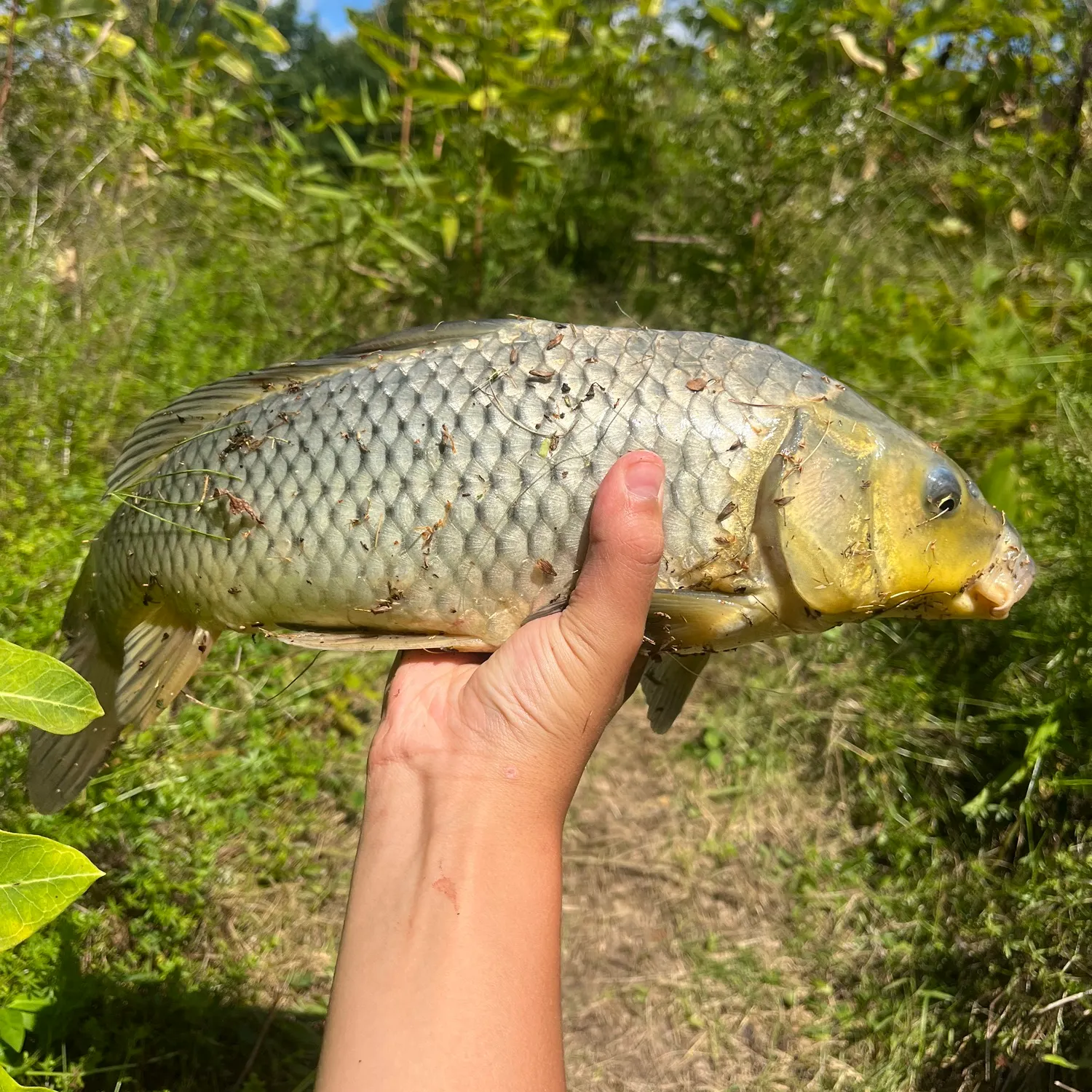 Common carp caught on Fishbrain