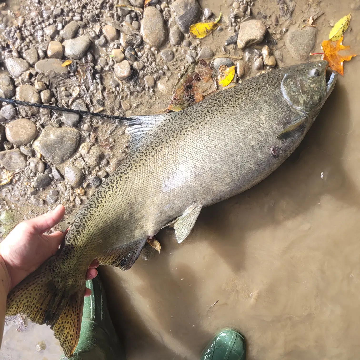 Chinook salmon caught on Fishbrain