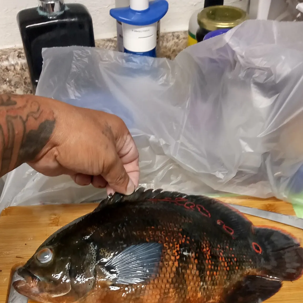 recently logged catches