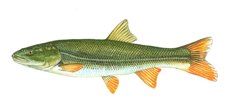 Northern pikeminnow