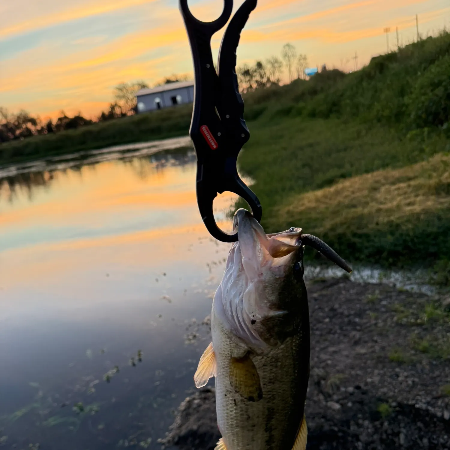 Largemouth bass caught on Fishbrain