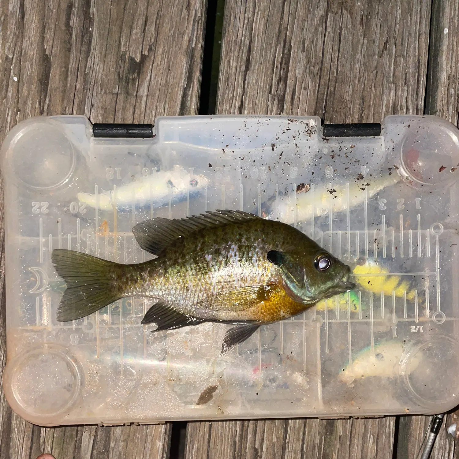 Bluegill caught on Fishbrain