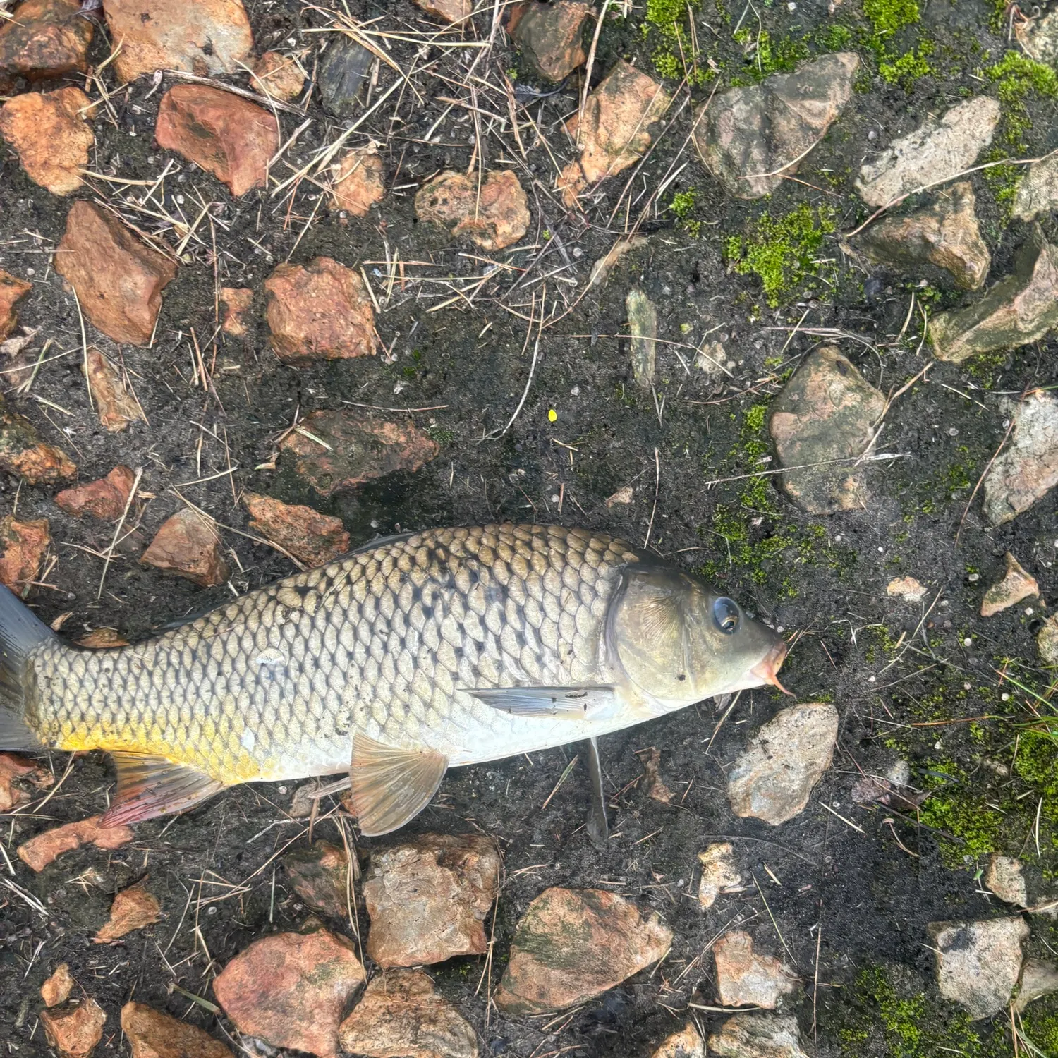 The most recent Common carp catches on Fishbrain