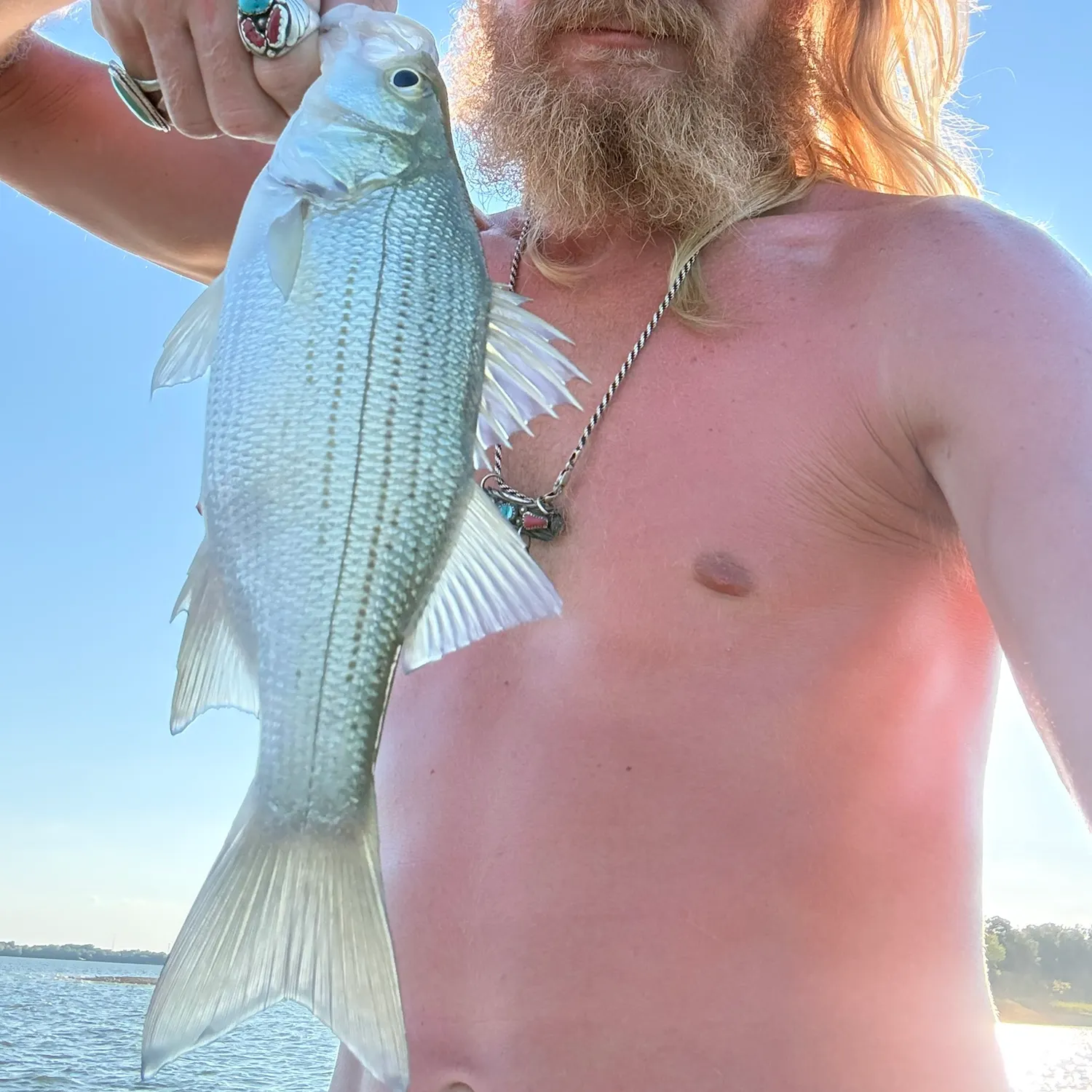 White bass caught on Fishbrain