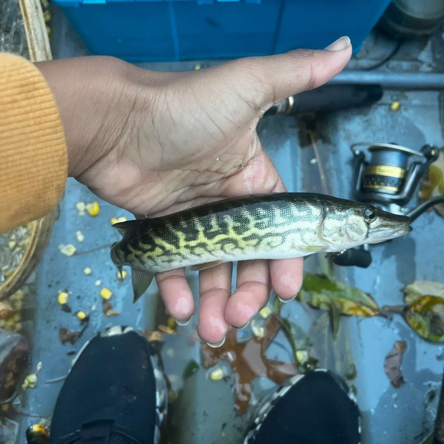 The most recent Northern pike catches on Fishbrain