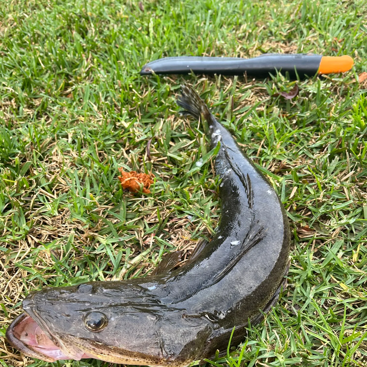 Dusky flathead caught on Fishbrain