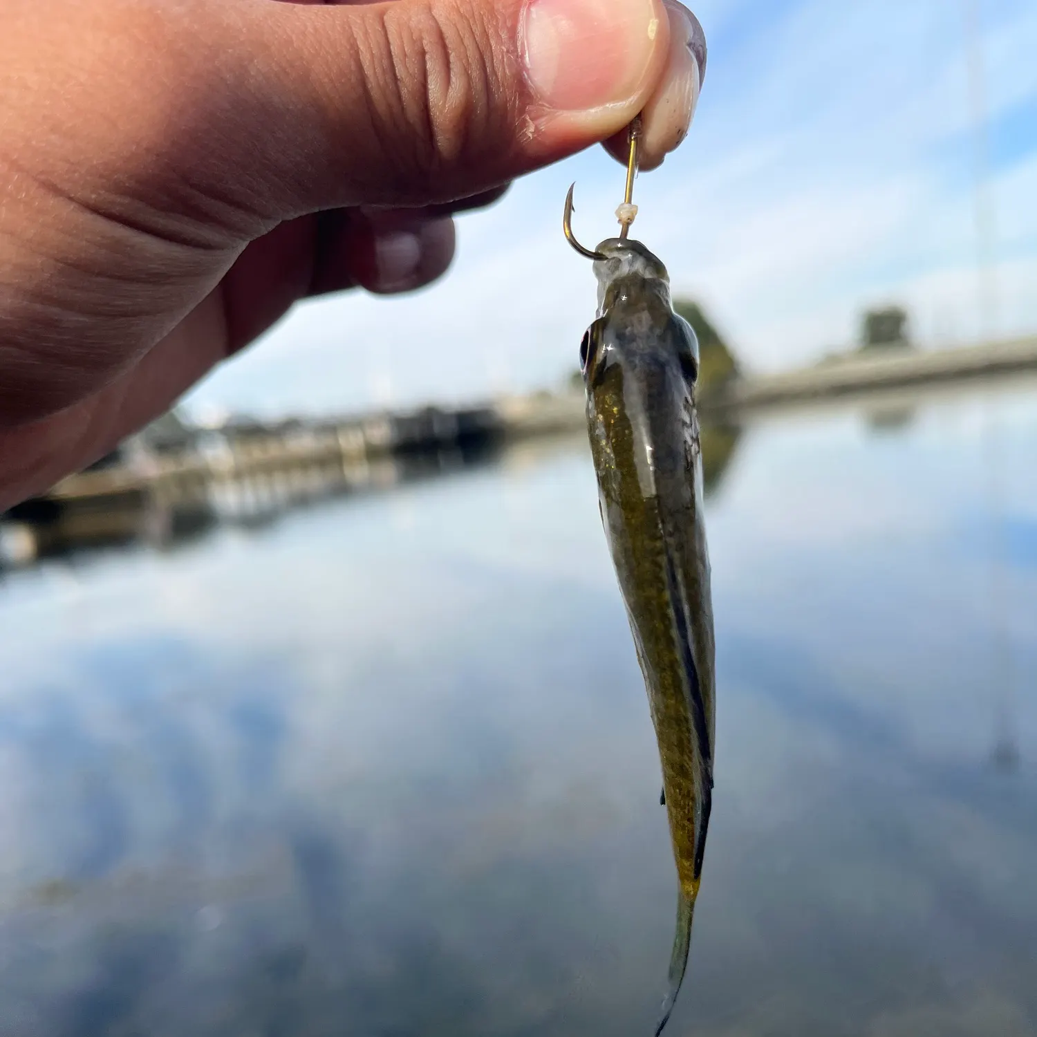 Bluegill caught on Fishbrain
