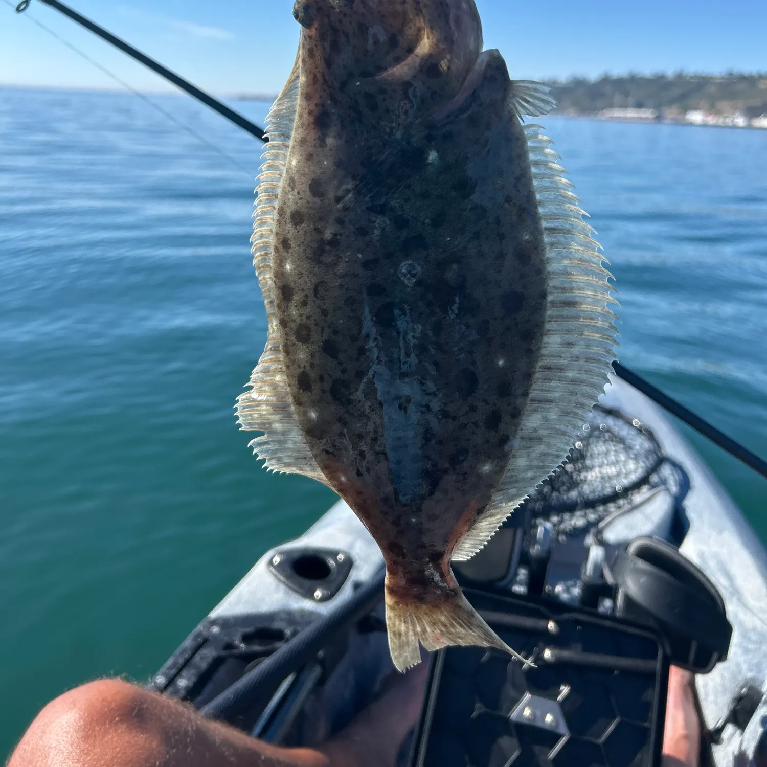 The most recent California halibut catches on Fishbrain