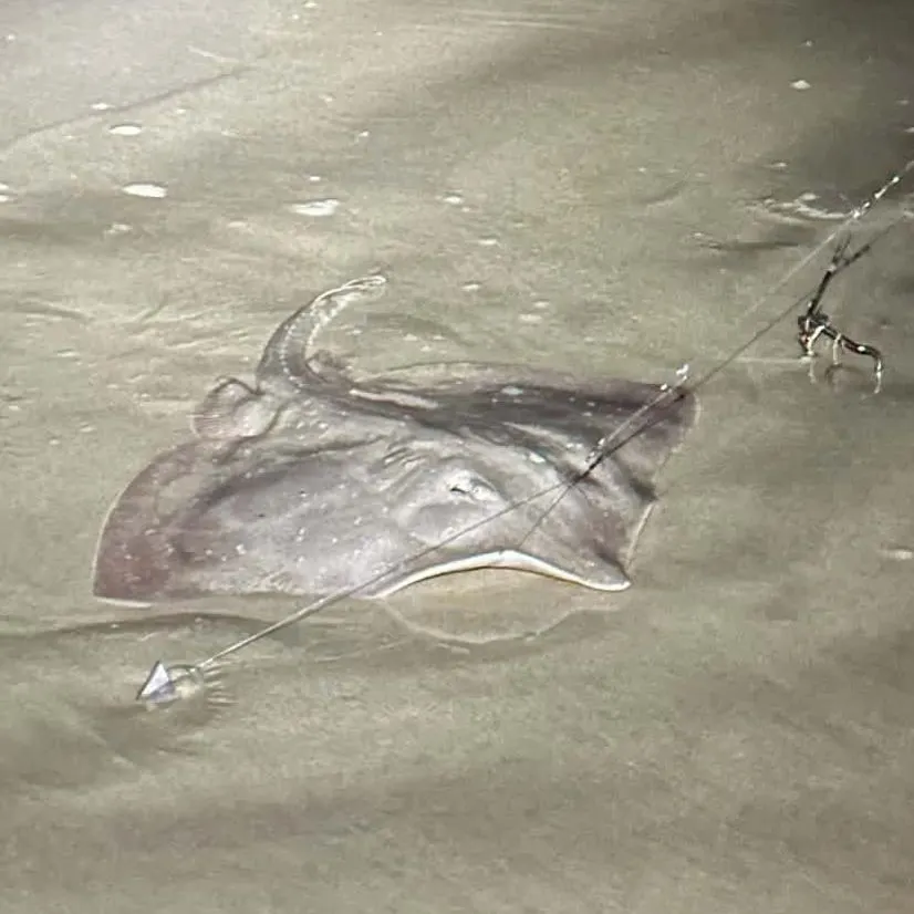 Common stingaree caught on Fishbrain