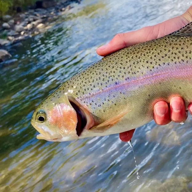 Cutbow caught on Fishbrain