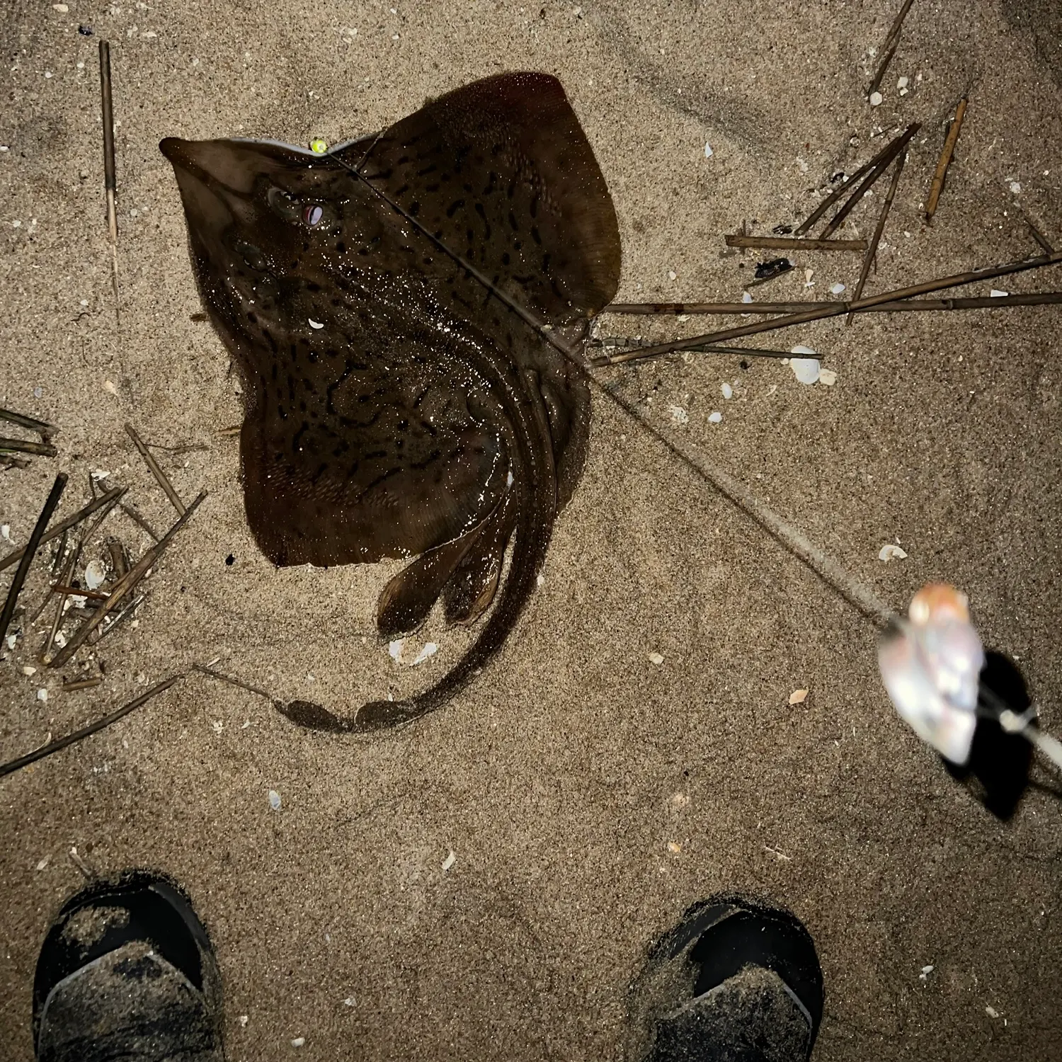 Clearnose skate caught on Fishbrain