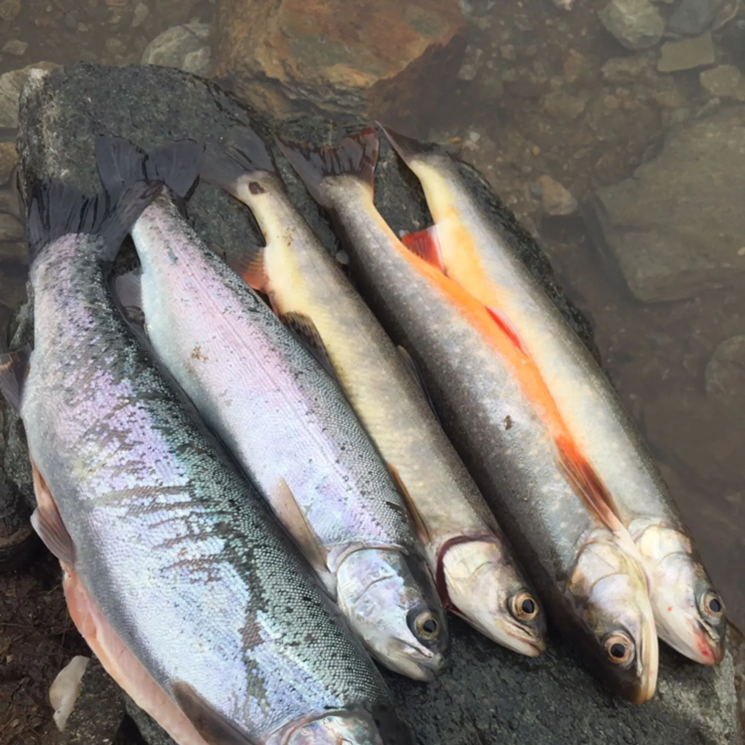 recently logged catches