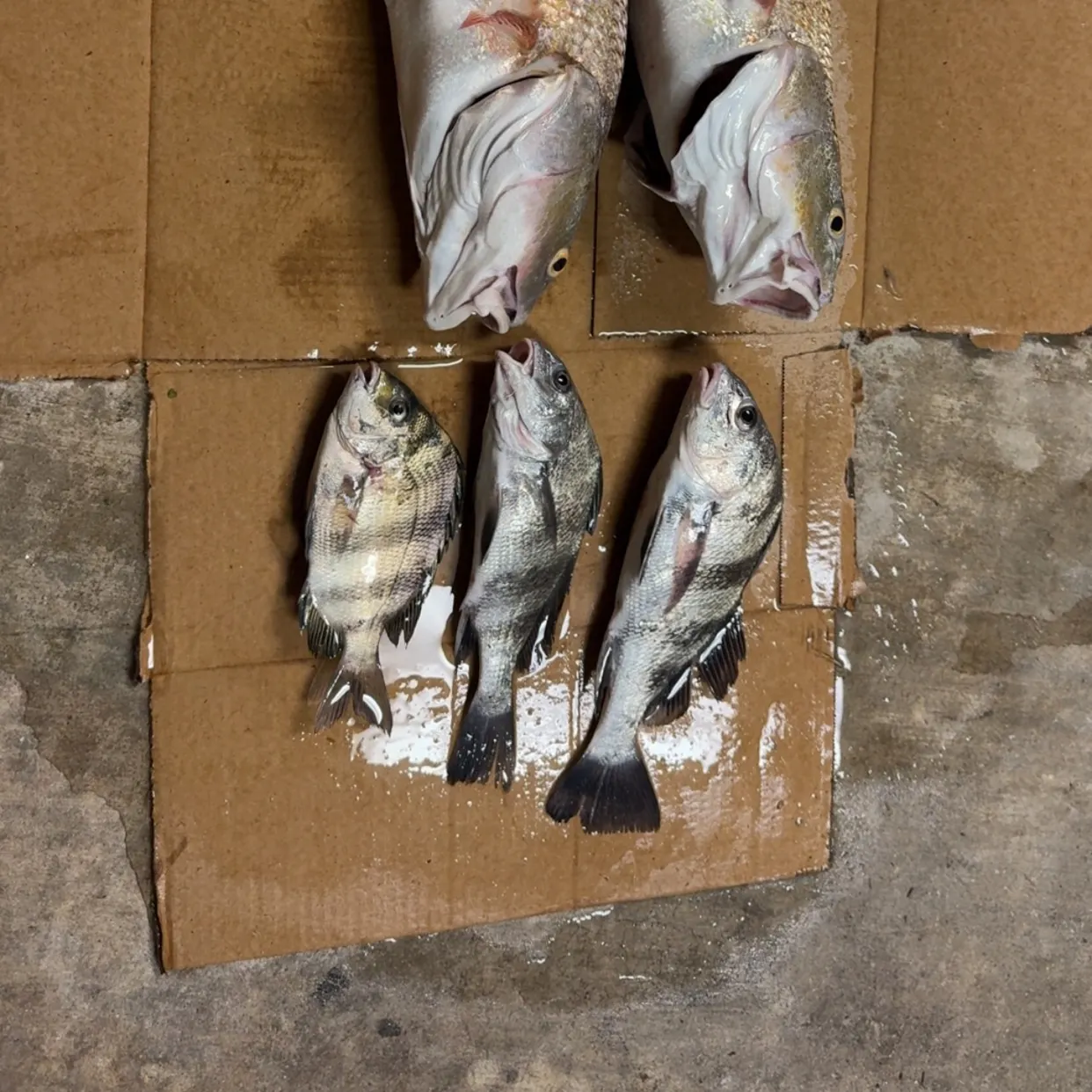 recently logged catches