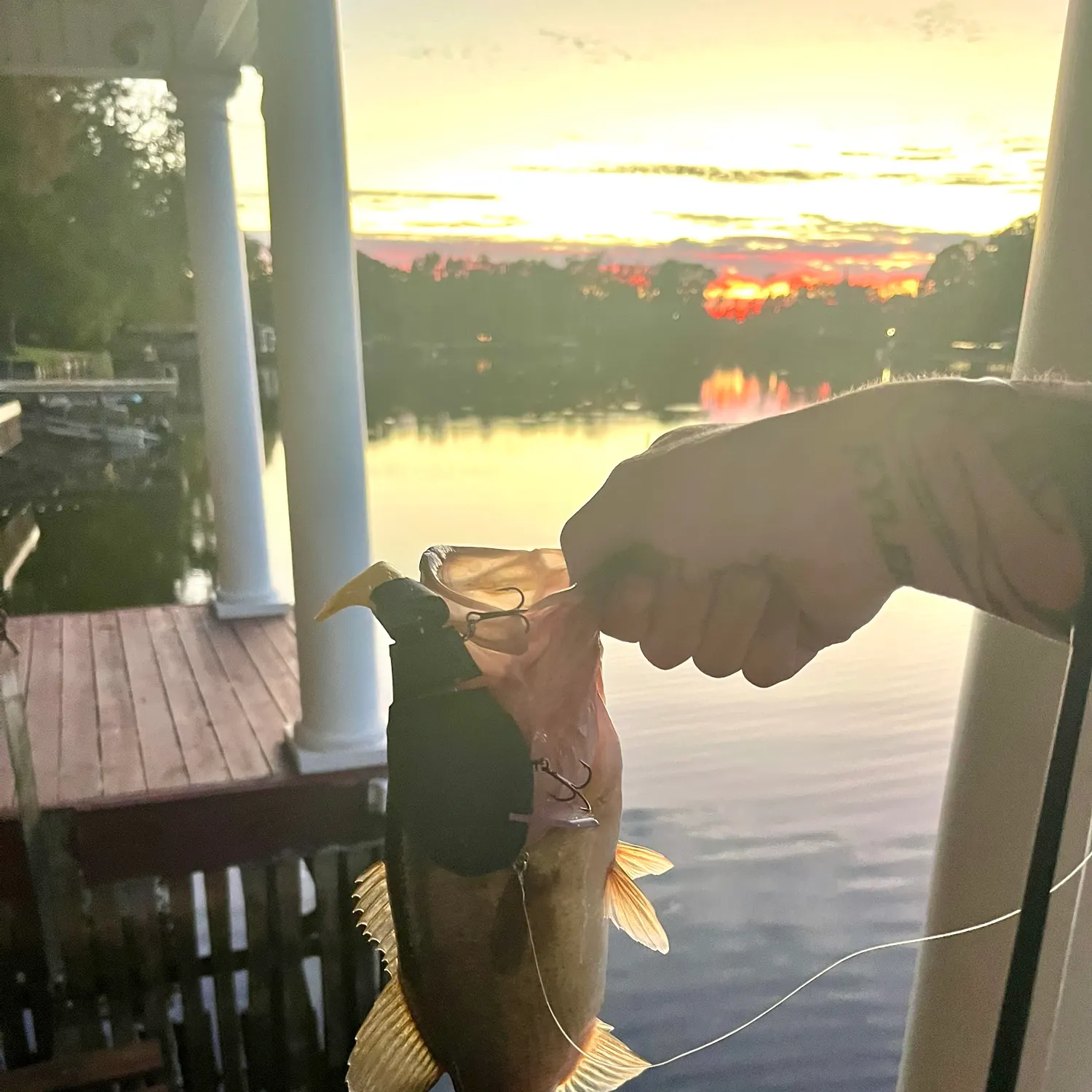 Largemouth bass caught on Fishbrain
