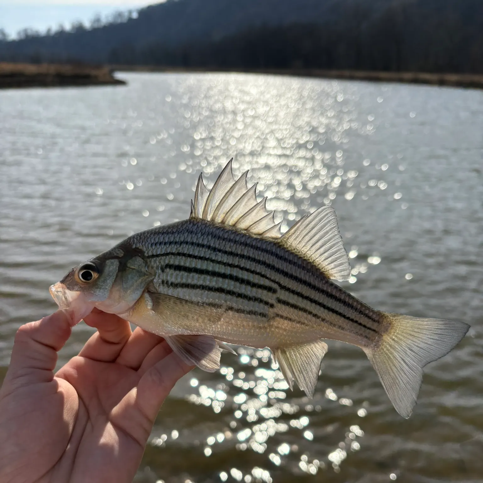 The most recent Yellow bass catches on Fishbrain