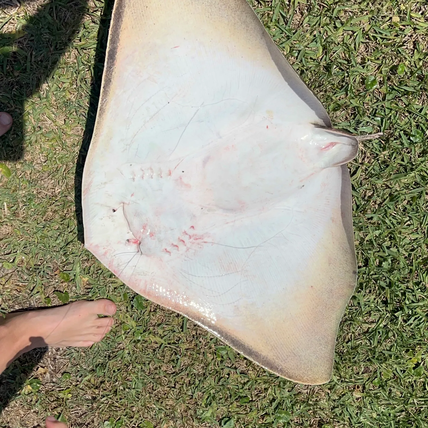 The most recent Smooth butterfly ray catches on Fishbrain