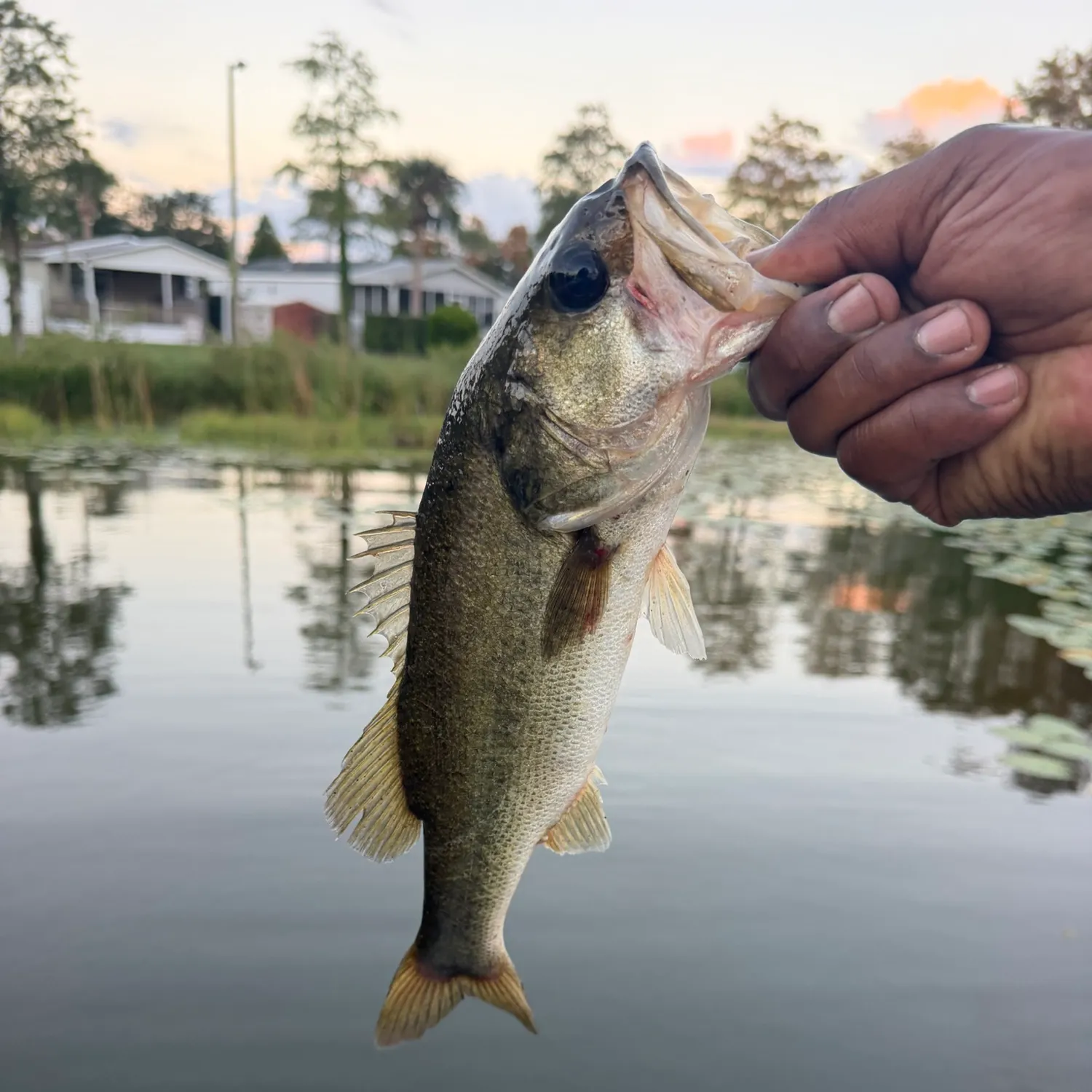 Largemouth bass caught on Fishbrain