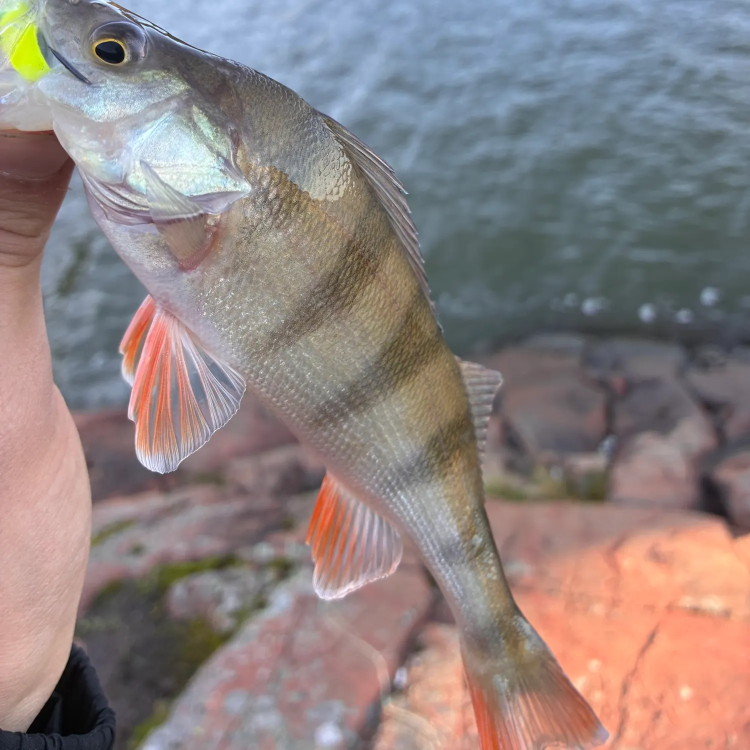 European perch caught on Fishbrain