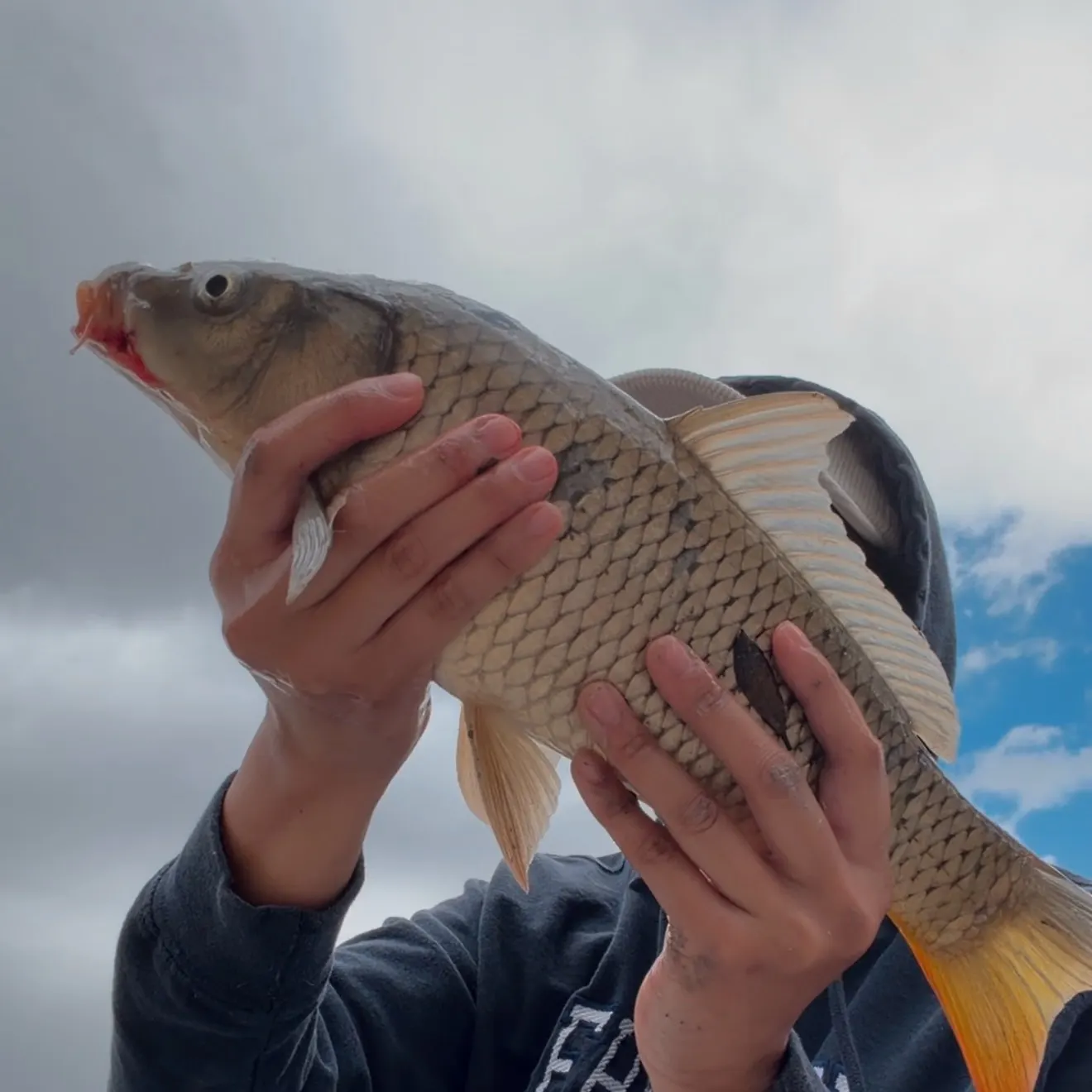 Common carp caught on Fishbrain