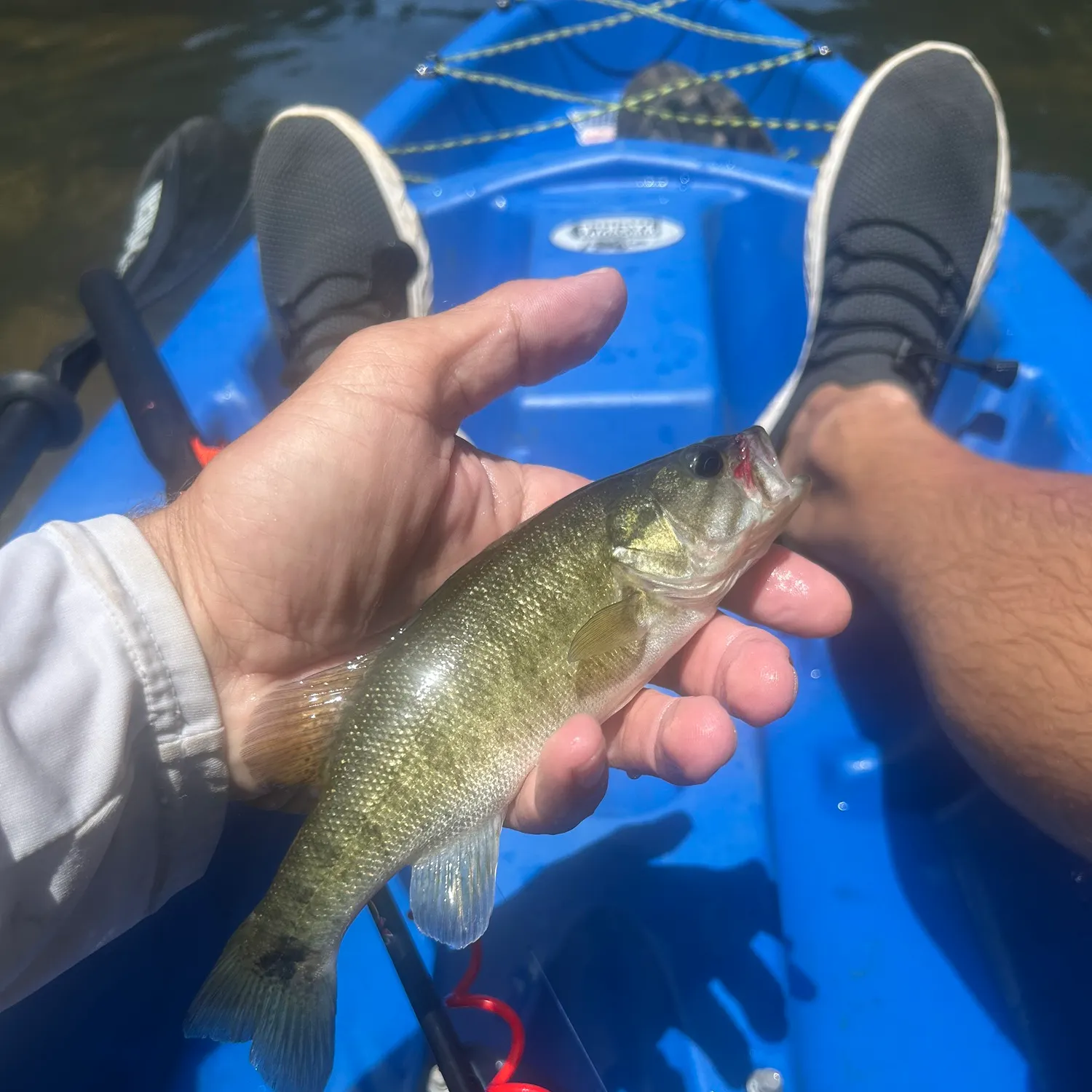 The most recent Shoal bass catches on Fishbrain