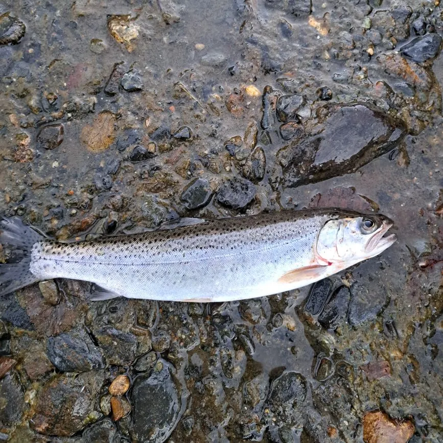 The most recent Coastal cutthroat trout catches on Fishbrain