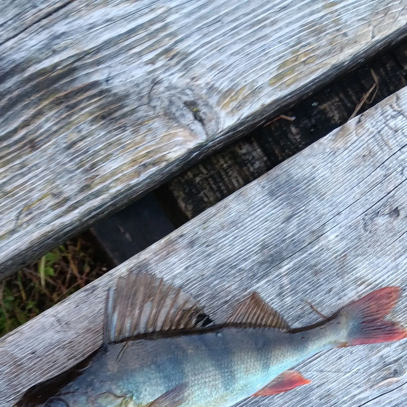 European perch caught on Fishbrain