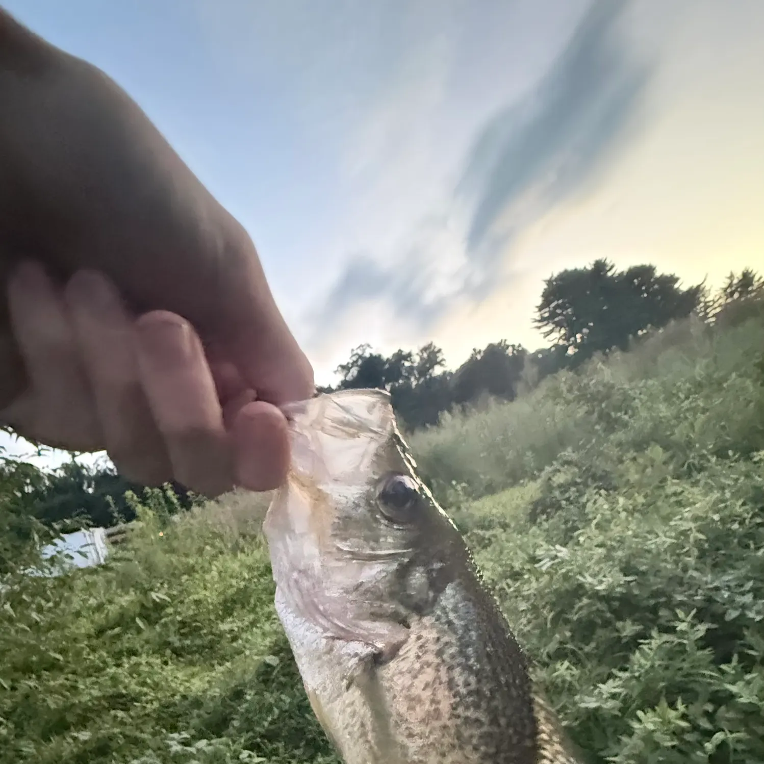 Black crappie caught on Fishbrain