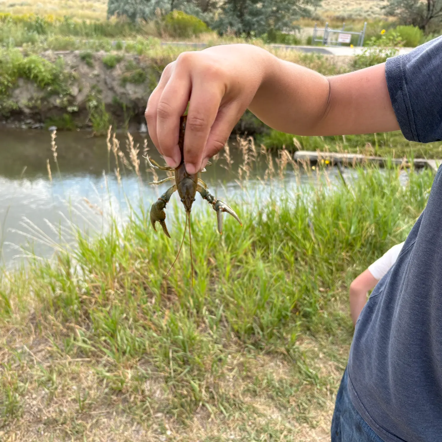 The most recent Rusty crayfish catches on Fishbrain