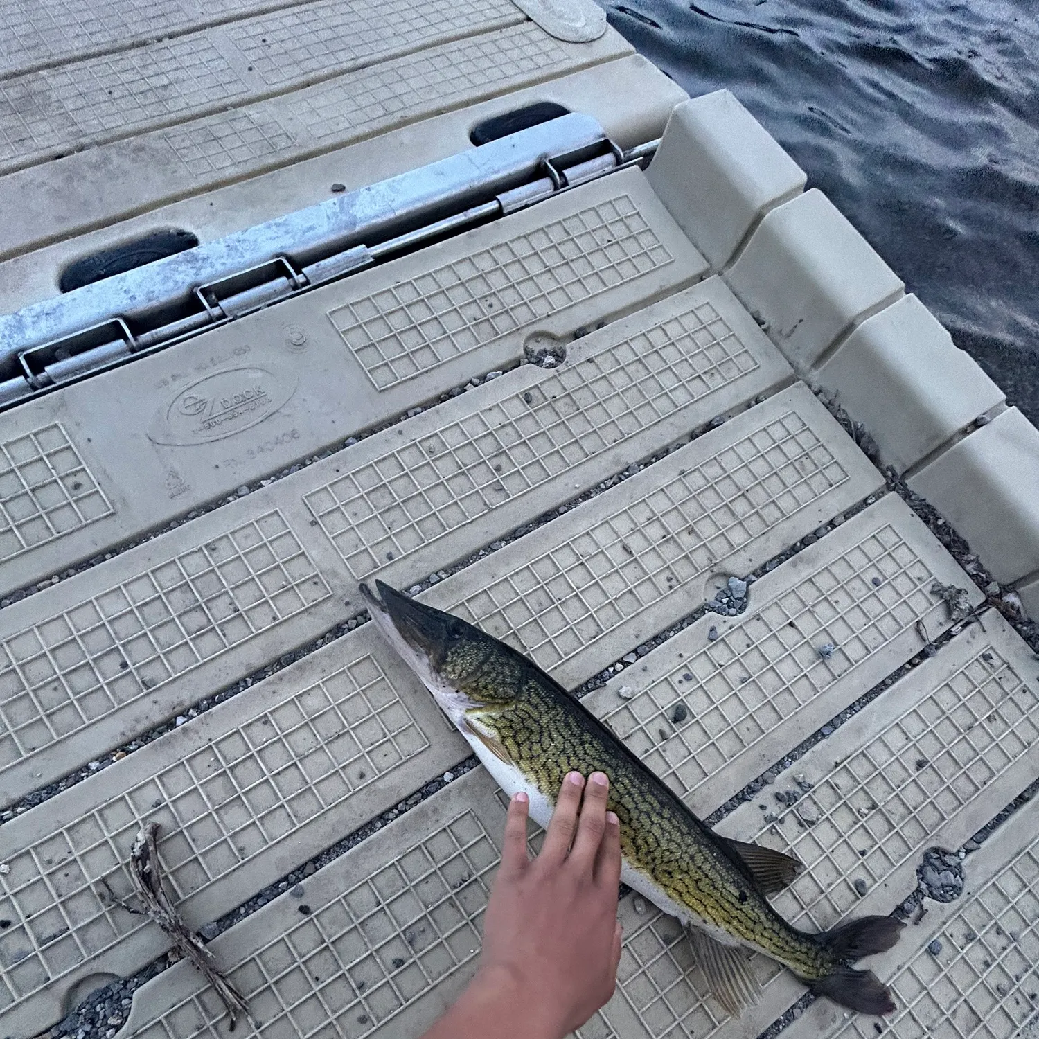 The most recent Chain pickerel catches on Fishbrain