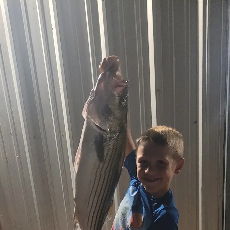 Striped bass caught on Fishbrain