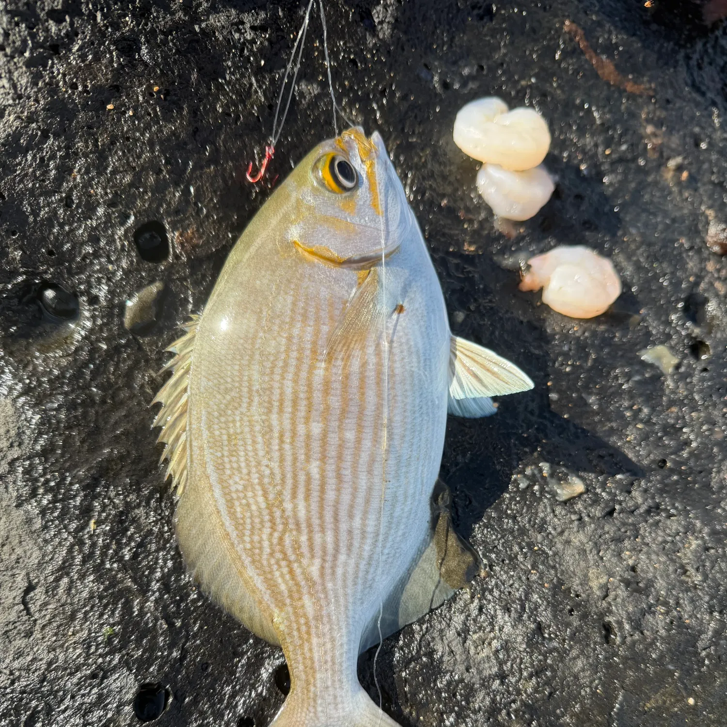 recently logged catches