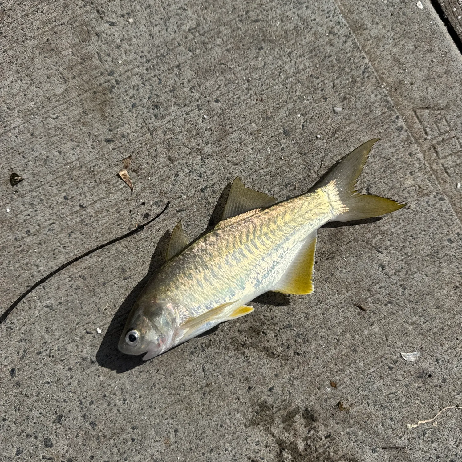 The most popular recent King threadfin catch on Fishbrain