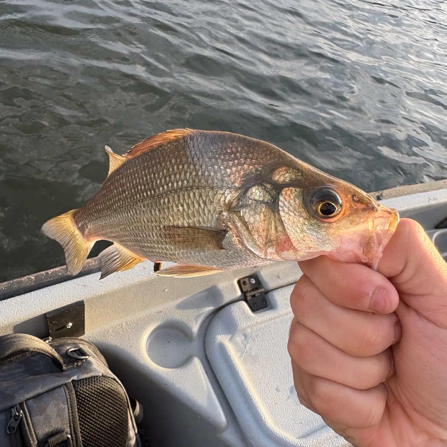 White perch caught on Fishbrain