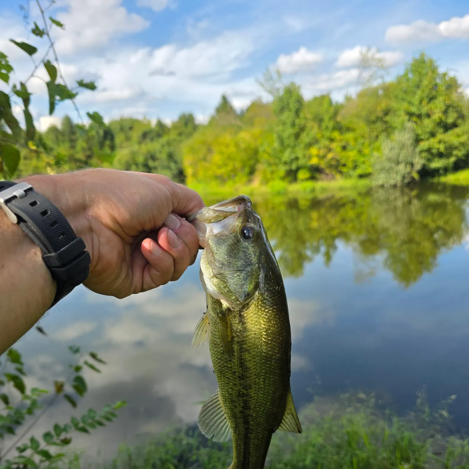 Largemouth bass caught on Fishbrain