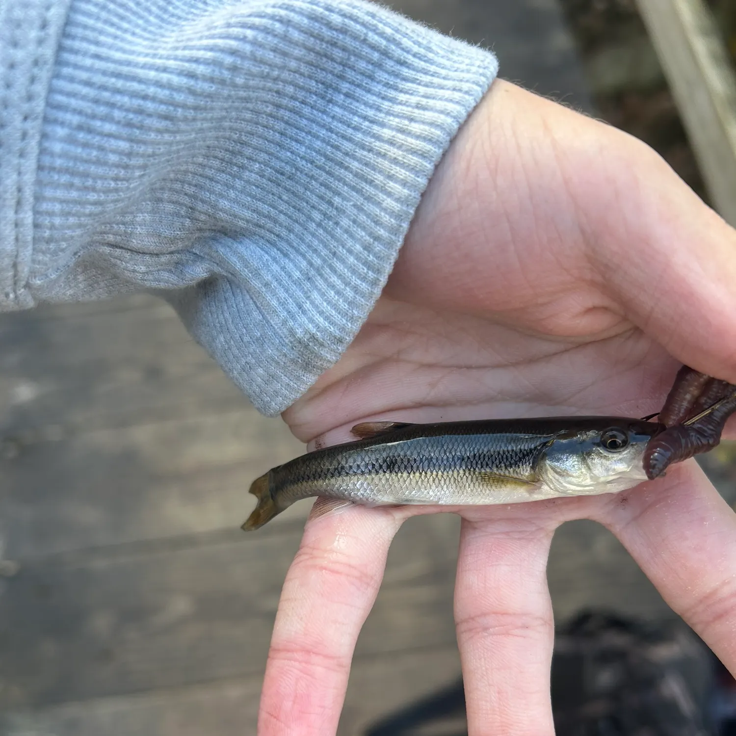 The most recent Eastern blacknose dace catches on Fishbrain