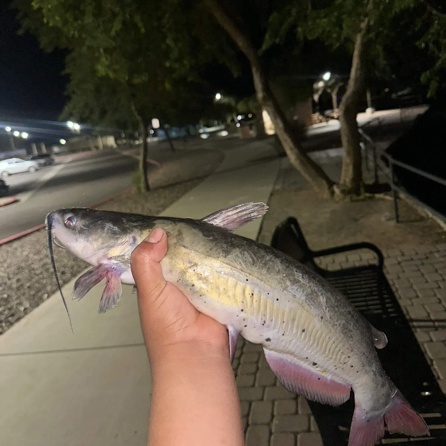 Channel catfish caught on Fishbrain