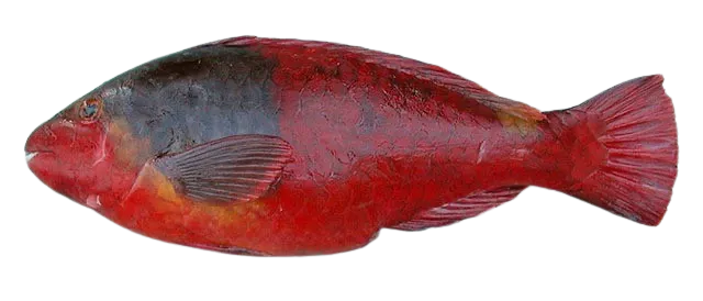 Mediterranean parrotfish