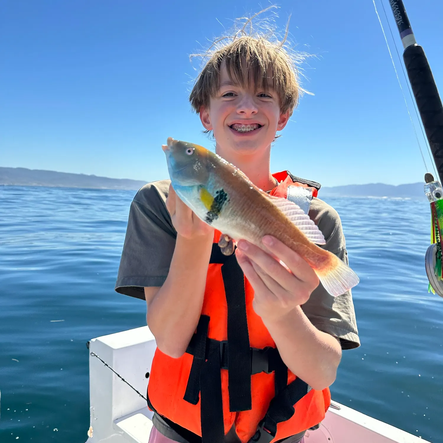 California sheephead caught on Fishbrain