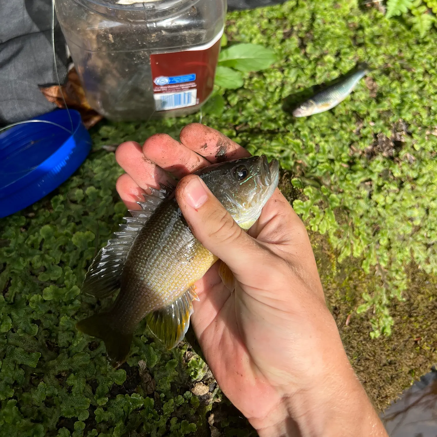 Green sunfish caught on Fishbrain