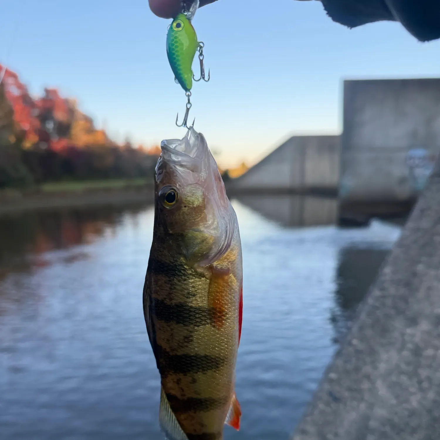 Yellow perch caught on Fishbrain