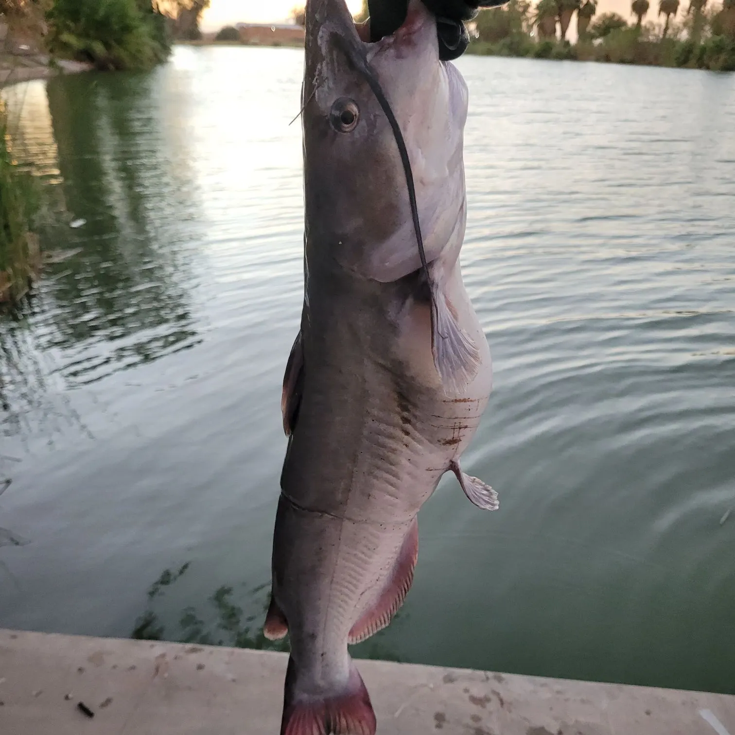 Channel catfish caught on Fishbrain