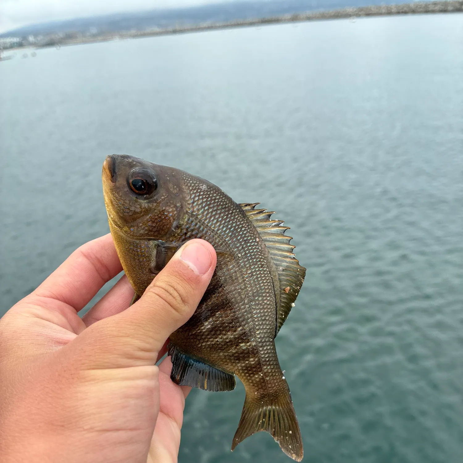 The most recent Black perch catches on Fishbrain