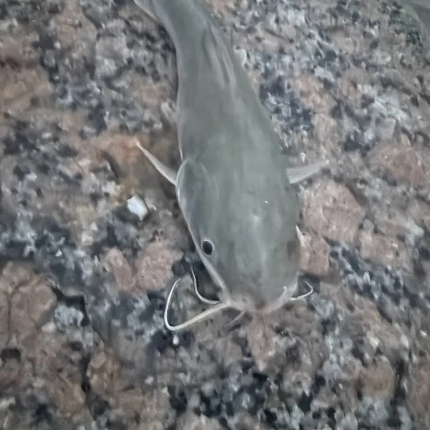 Hardhead sea catfish caught on Fishbrain