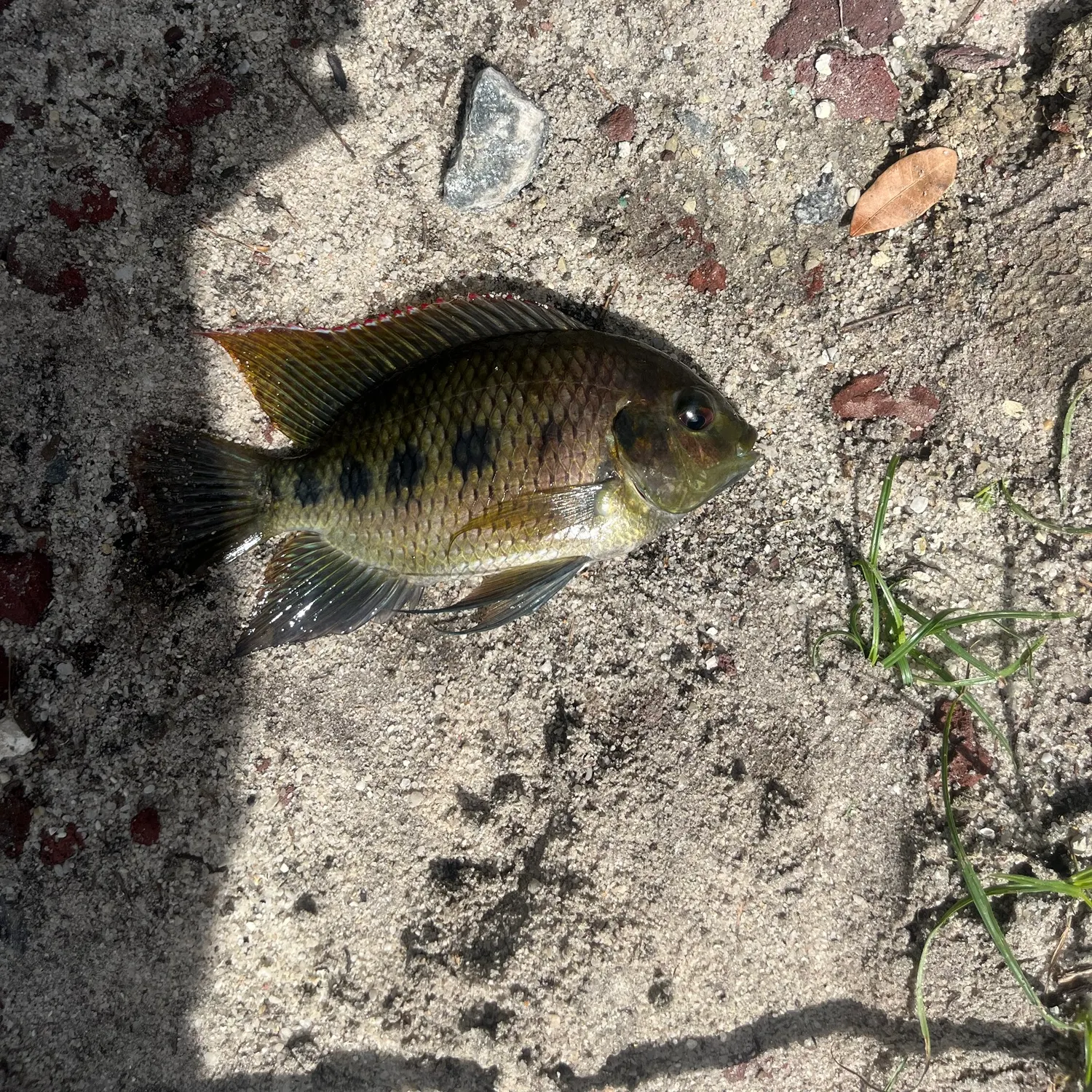 Spotted tilapia caught on Fishbrain