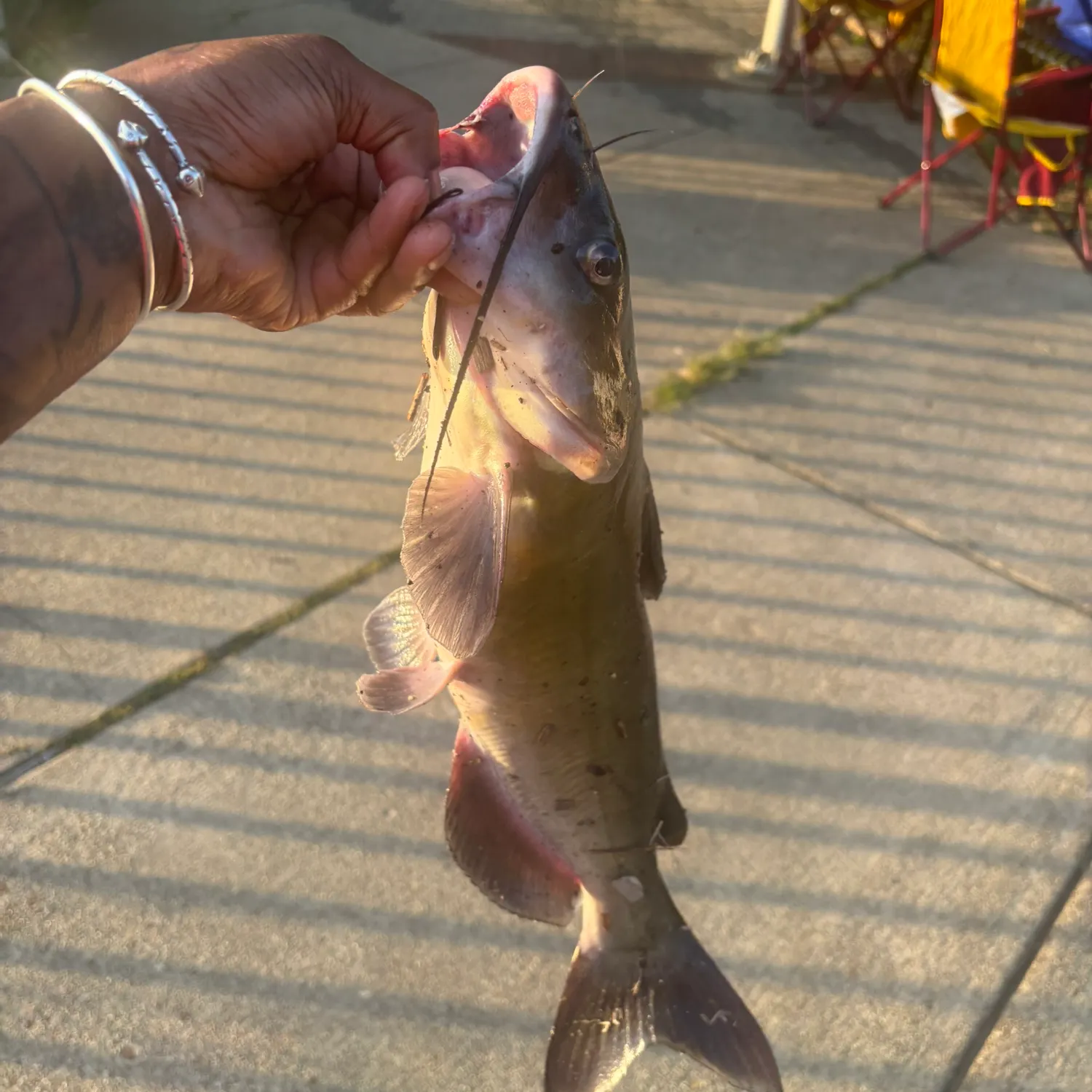 Channel catfish caught on Fishbrain