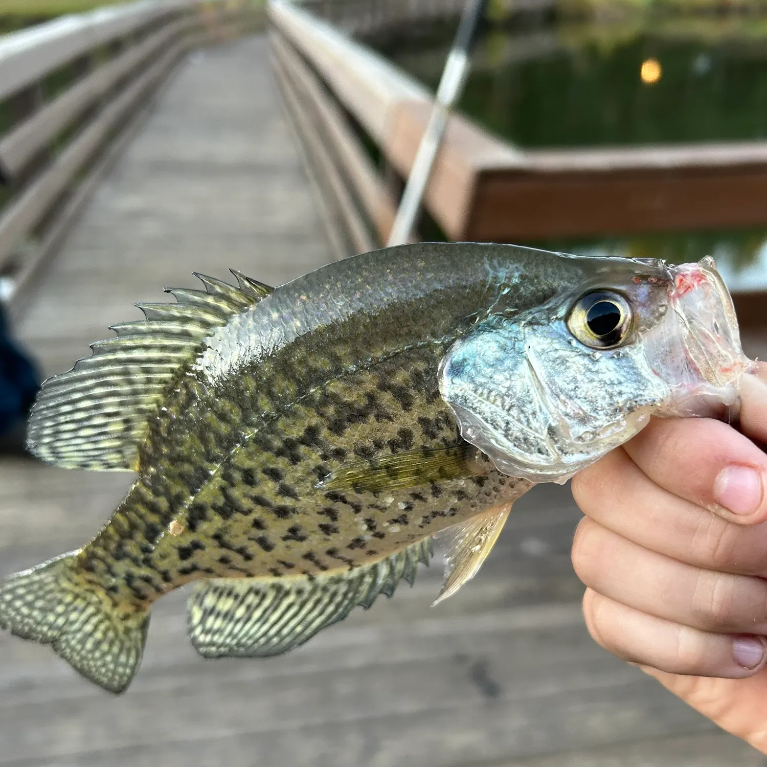 Black crappie caught on Fishbrain